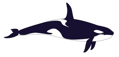 Realistic Killer Whale on a white background.