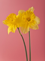 daffodil