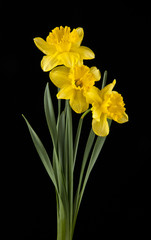 spring yellow daffodil flowers