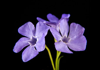 spring lilac-purple flower, periwinkle