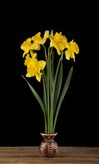 spring yellow daffodil flowers