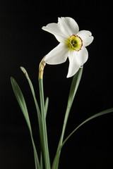 spring flowers daffodils