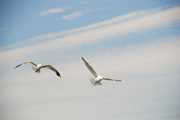 2 Seagulls flying in the clouds