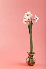 spring flowers daffodils