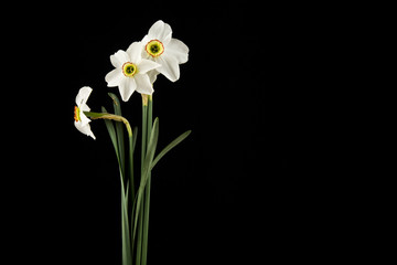 spring flowers daffodils