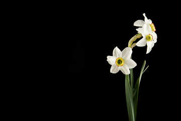 Fototapeta premium spring flowers daffodils