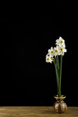 spring flowers daffodils