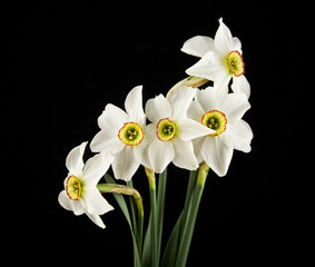 Naklejka na ściany i meble spring flowers daffodils