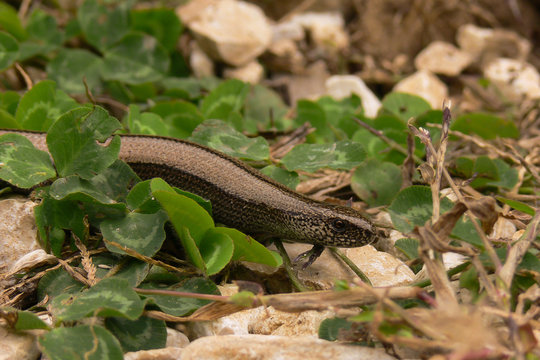orbettino (Anguis fragilis) - ritratto