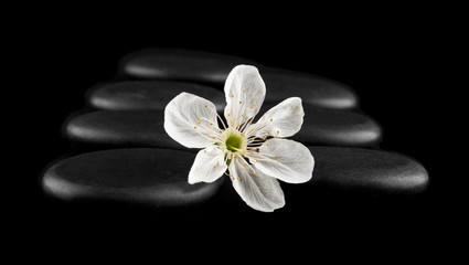 Fototapeta na wymiar black stone with a spring flower