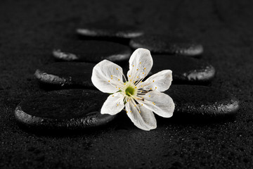 Obraz na płótnie Canvas black stone with a spring flower in drops of water