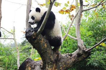 Fototapeta premium Baby Panda on the Tree