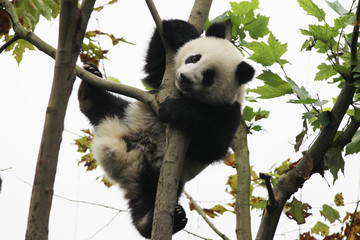 Acrobatic Panda