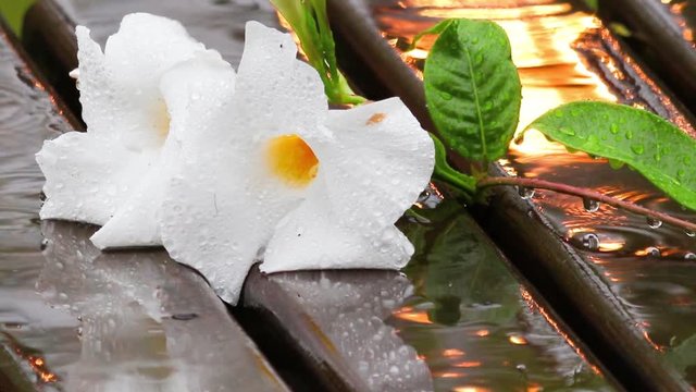 Flor branca na chuva.