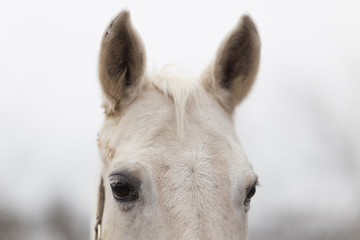 Portrait of a thoroughbred horse close up in nature.