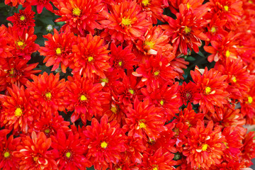 Red winter roses - chrysanthemum multiflora flowers