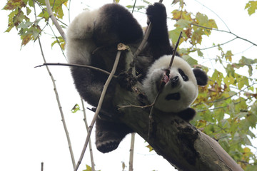 Fototapeta premium Acrobatic Panda