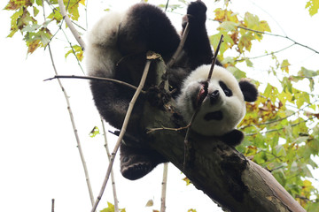 Obraz premium Acrobatic Panda