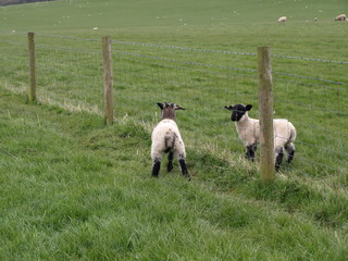 2 Lambs