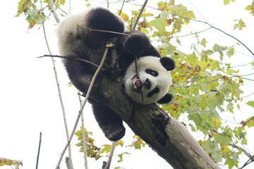 Obraz premium Acrobatic Panda