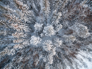 Snowy winter forest with a bird's eye view
