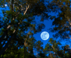 full moon and silhouette tree with clear sky .