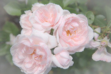 Old pastel english roses, retro style.Toned with color filter. Soft focus and blurred.