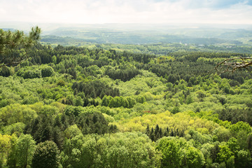Fototapeta na wymiar view of a forest, pleasant landscape