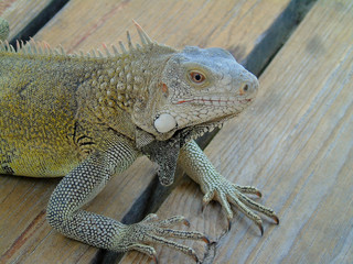 Iguana