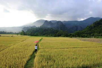 A woman with red umbrella standing on the Paddy yellow rice, mountain background	