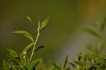 Close-up of tea leaves