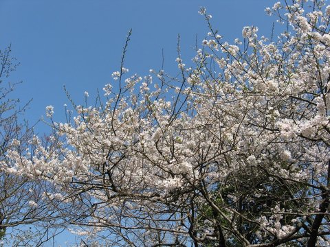満開の桜と青空