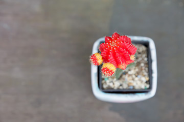 Cactus in coffee shop background.
