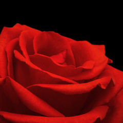 Red Rose Closeup on Black