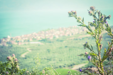 Paysage avec chardon et lac en fond (Turquie)