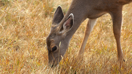 Hurricane Ridge, Olympic National Park, WASHINGTON USA - October 2014: A blacktail deer stops to admire the view of the mountains and eating gras.