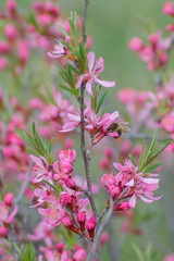 Bee and pink flowers spring. Beautiful nature, delicate colors. 