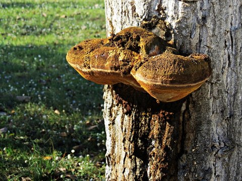 Polyporus fomentarius - Hongo yesquero /  Tinder fungus