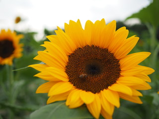 Fototapeta premium 向日葵