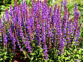 Fototapeta premium Woodland sage, Balcan clary (Salvia nemorosa) 