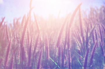 Grasses field background