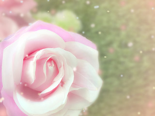 blooming of pink rose
