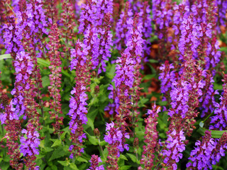 Woodland sage, Balcan clary (Salvia nemorosa) 