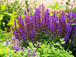 Woodland sage, Balcan clary (Salvia nemorosa) 