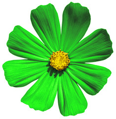 Green flower Primula macro isolated on white
