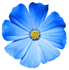 Blue flower Primula macro isolated on white