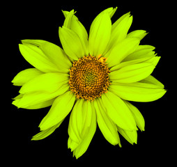 Green flower of a decorative sunflower Helinthus isolated on black
