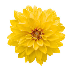 Yellow flower dahlia macro isolated on white