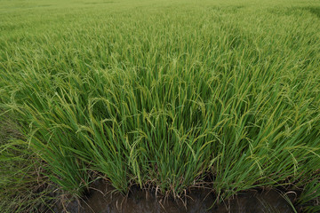 Fototapeta premium Closeup of rice spike in Paddy field