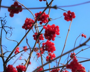 viburnum on the tree